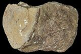 Partial Mosasaur (Platecarpus) Vertebra - Kansas #122006-1